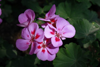 Картинка цветы герань макро
