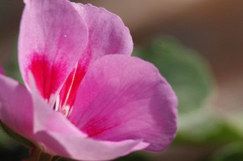 Картинка цветы годеция макро фиолетовый фиалки