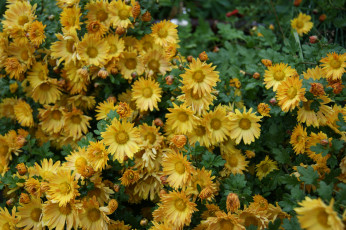 Картинка цветы хризантемы