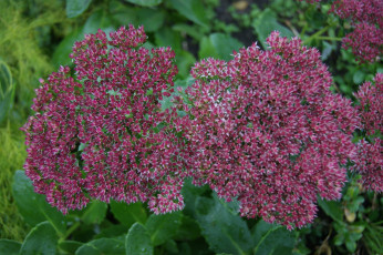 обоя цветы, каланхоэ, сиреневые, зеленые, листья