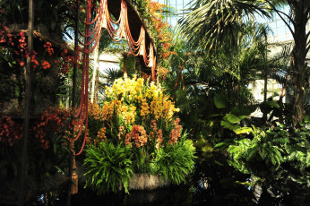 Картинка природа другое оранжерея