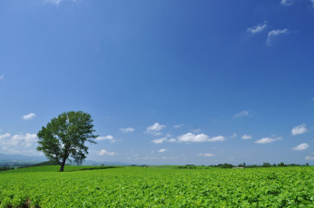 Картинка природа поля дерево небо