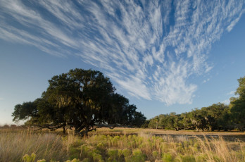 Картинка природа деревья облака