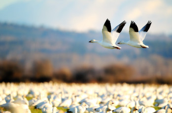 Картинка животные гуси много белый крылья полет