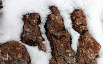 Картинка природа макро снег кора