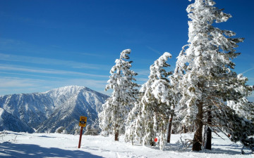 Картинка природа зима сосна снег