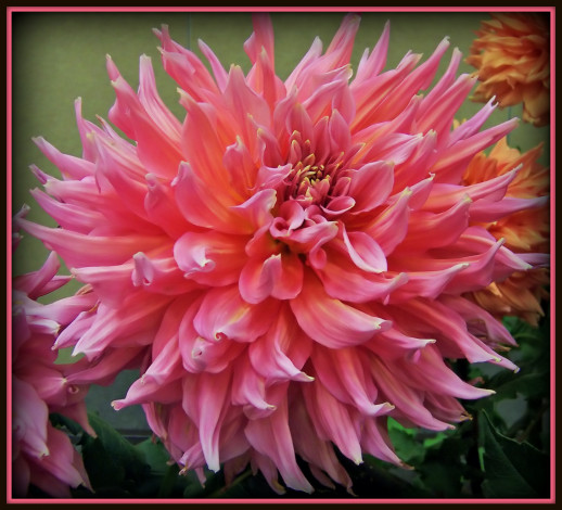 Обои картинки фото цветы, георгины, розовый