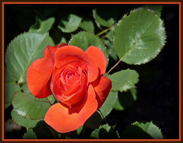 Обои картинки фото цветы, розы, красный, зелёный