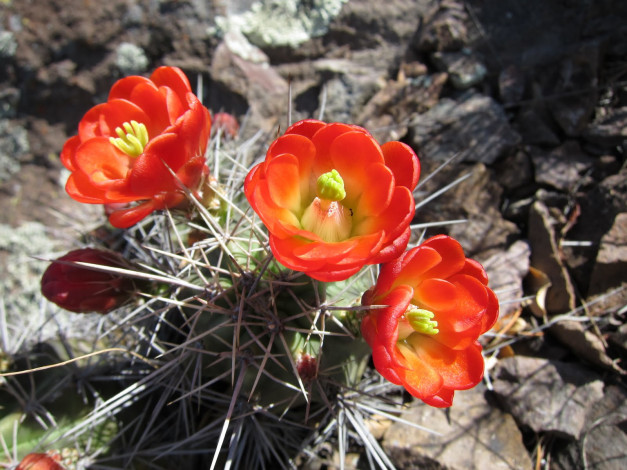 Обои картинки фото цветы, кактусы