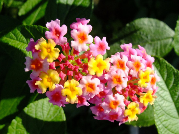 Обои картинки фото цветы, лантана, вербена, листья