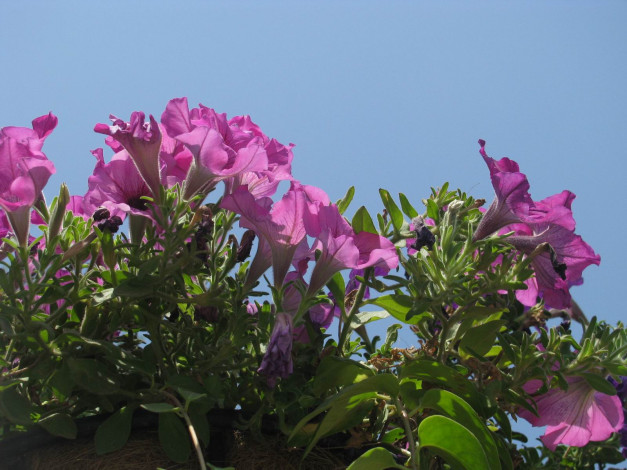 Обои картинки фото цветы, петунии, калибрахоа