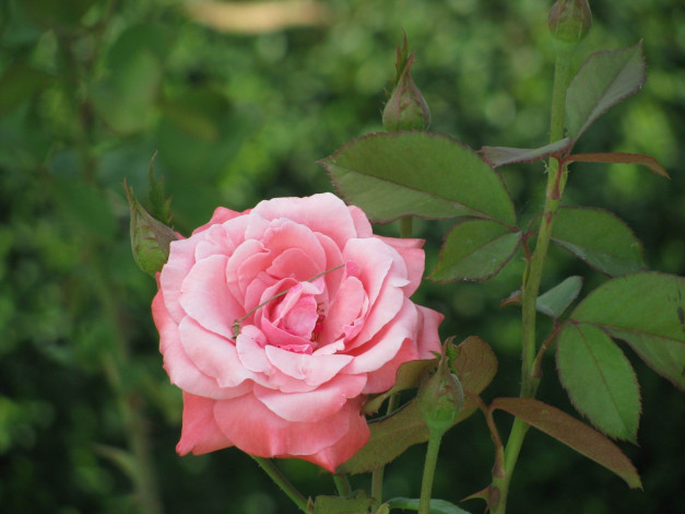 Обои картинки фото цветы, розы