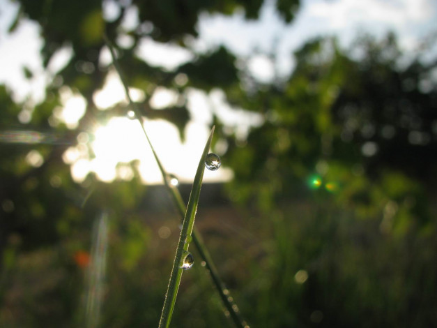 Обои картинки фото природа, макро, роса, утро