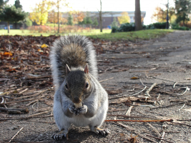 Обои картинки фото животные, белки, орех