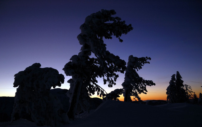 Обои картинки фото природа, деревья, сумерки