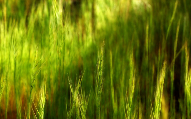 Обои картинки фото природа, макро, колоски