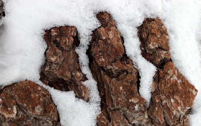 Обои картинки фото природа, макро, снег, кора