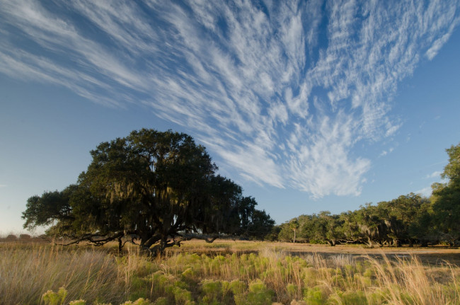 Обои картинки фото природа, деревья, облака