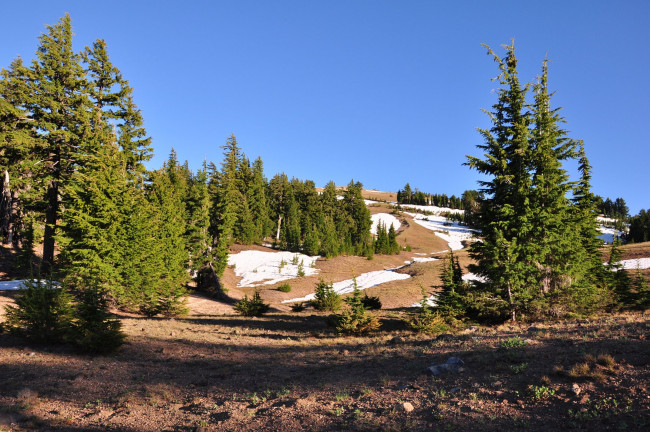 Обои картинки фото природа, деревья, ель