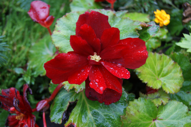 Обои картинки фото цветы, бегония, зеленые, листья, красный, цветок