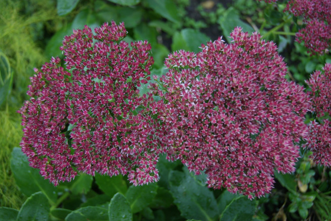 Обои картинки фото цветы, каланхоэ, сиреневые, зеленые, листья