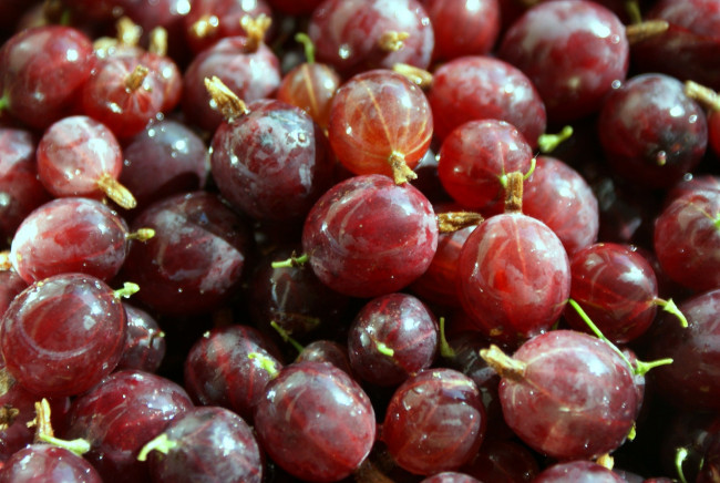 Обои картинки фото еда, крыжовник, много