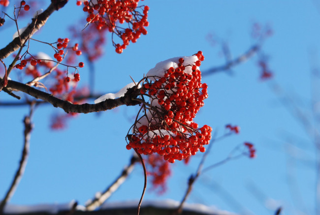 Обои картинки фото природа, Ягоды, рябина