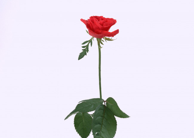 Обои картинки фото цветы, розы, бутон, листья