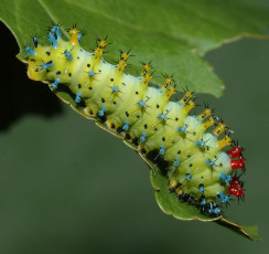 Картинка животные гусеницы гусеница