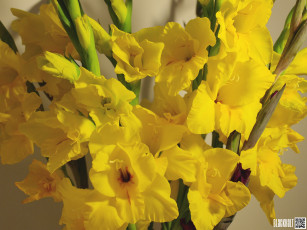 Картинка цветы гладиолусы желтые