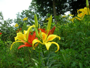 Картинка цветы лилии лилейники