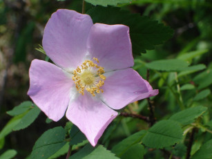 Картинка цветы шиповник лепестки