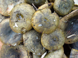 Картинка еда грибы грибные блюда грузди