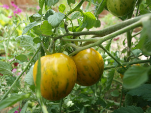 Картинка природа плоды помидор