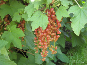 Картинка природа Ягоды листья ягоды