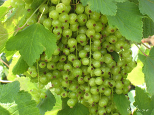 обоя природа, Ягоды, ягоды, листья