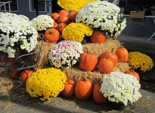 Картинка еда тыква сено тыквы цветы