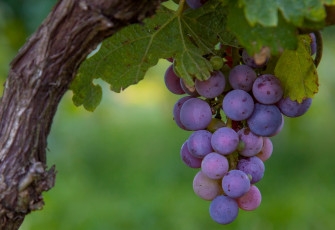 Картинка природа Ягоды виноград гроздь