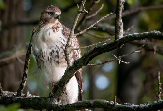 Картинка животные птицы хищники хищник