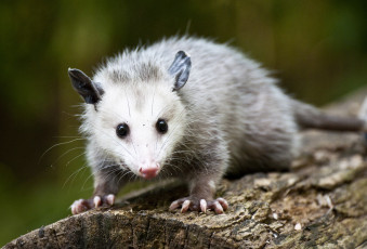 Картинка животные опоссумы смешной глазки