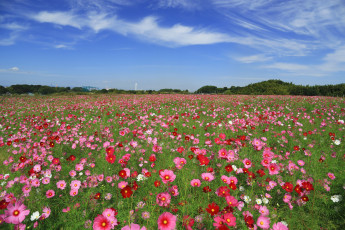 Картинка цветы космея