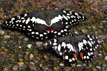 Картинка животные бабочки крылья пестрый