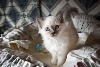 Картинка животные коты белый котенок