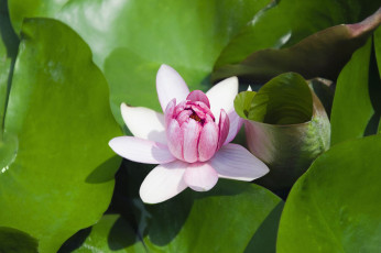 Картинка цветы лилии водяные нимфеи кувшинки лилия