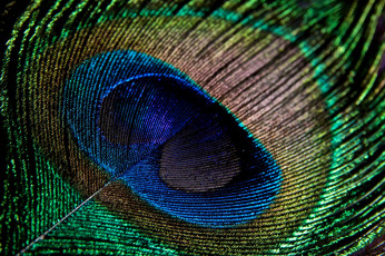 Картинка разное перья павлин макро