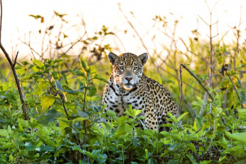 Картинка животные Ягуары заросли взгляд хищник