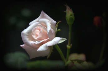 Картинка цветы розы бледно-розовый