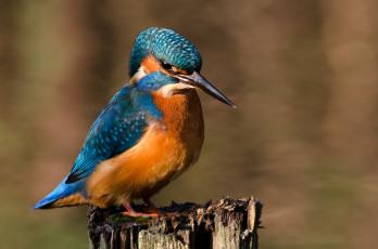 Картинка животные зимородки макро