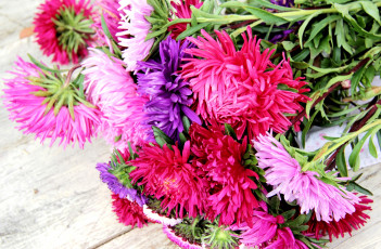 Картинка цветы астры букет