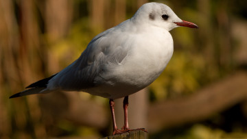 Картинка животные Чайки бакланы крачки чайка